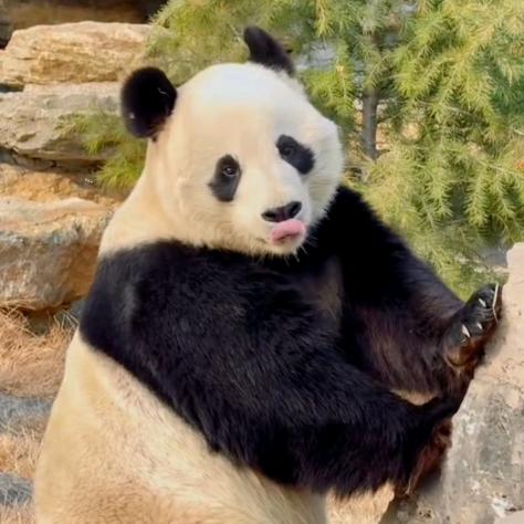 小鱼逛济南