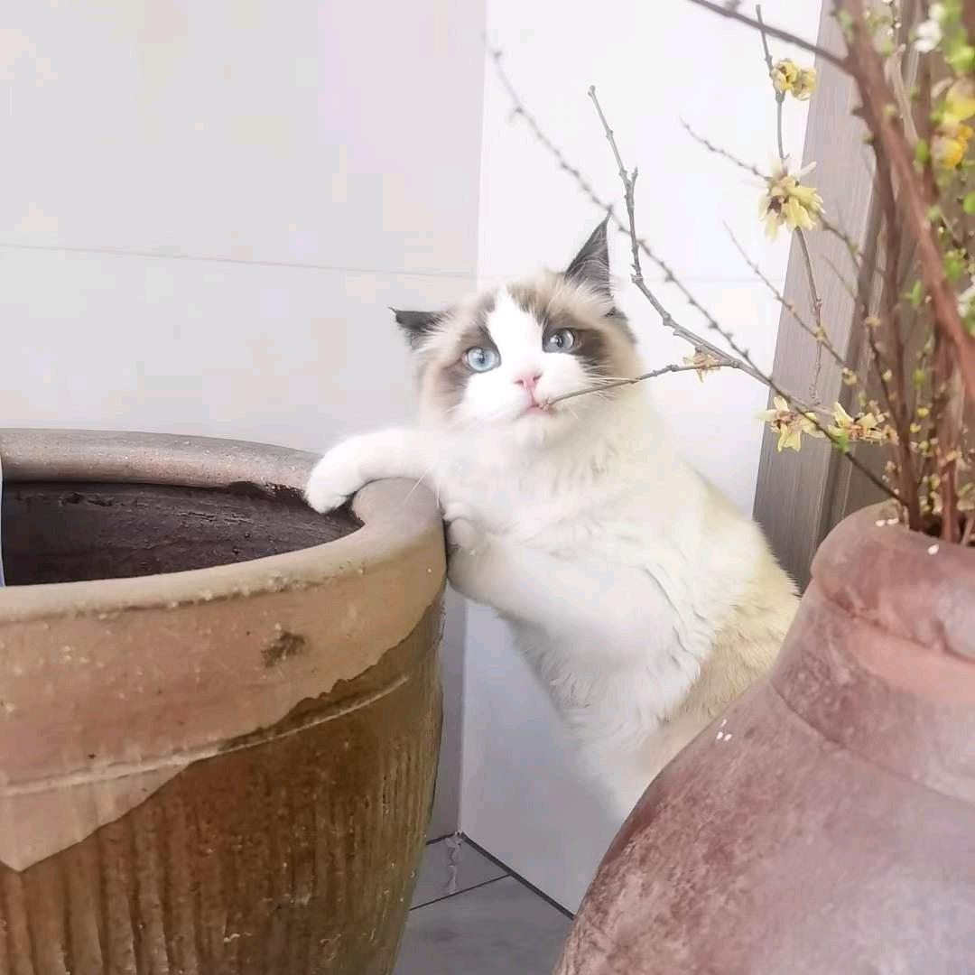 陈平安