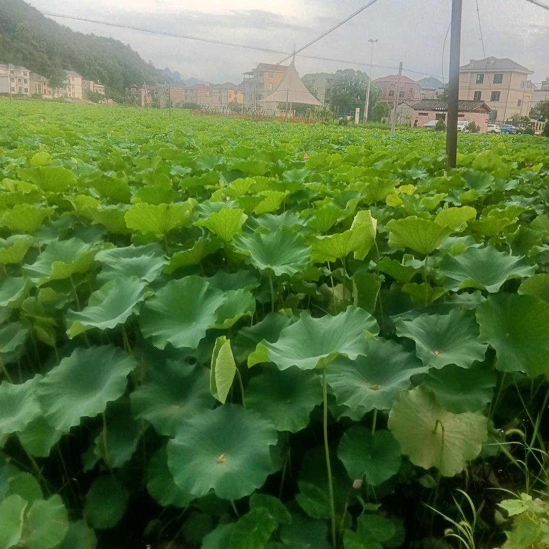 只看不刷
