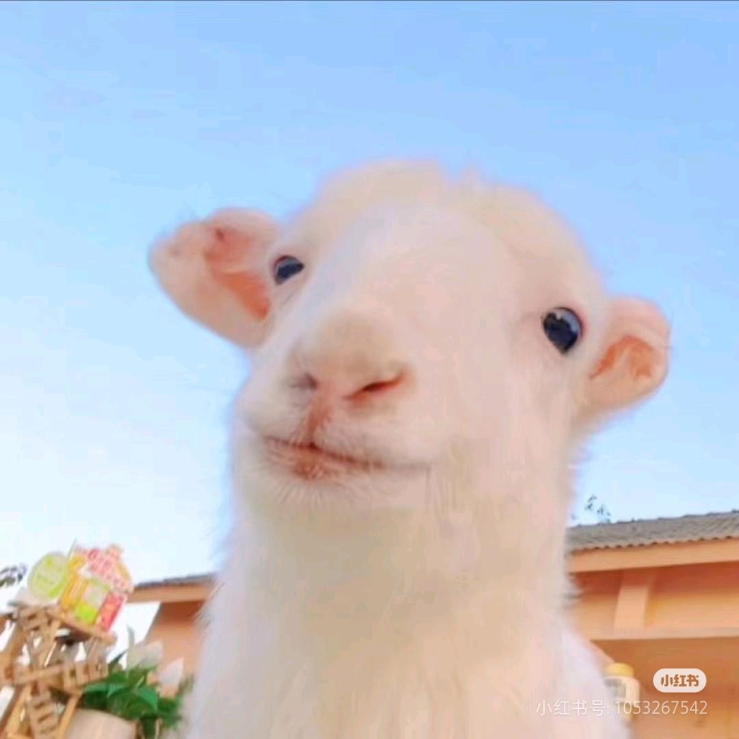 暖阳下的光