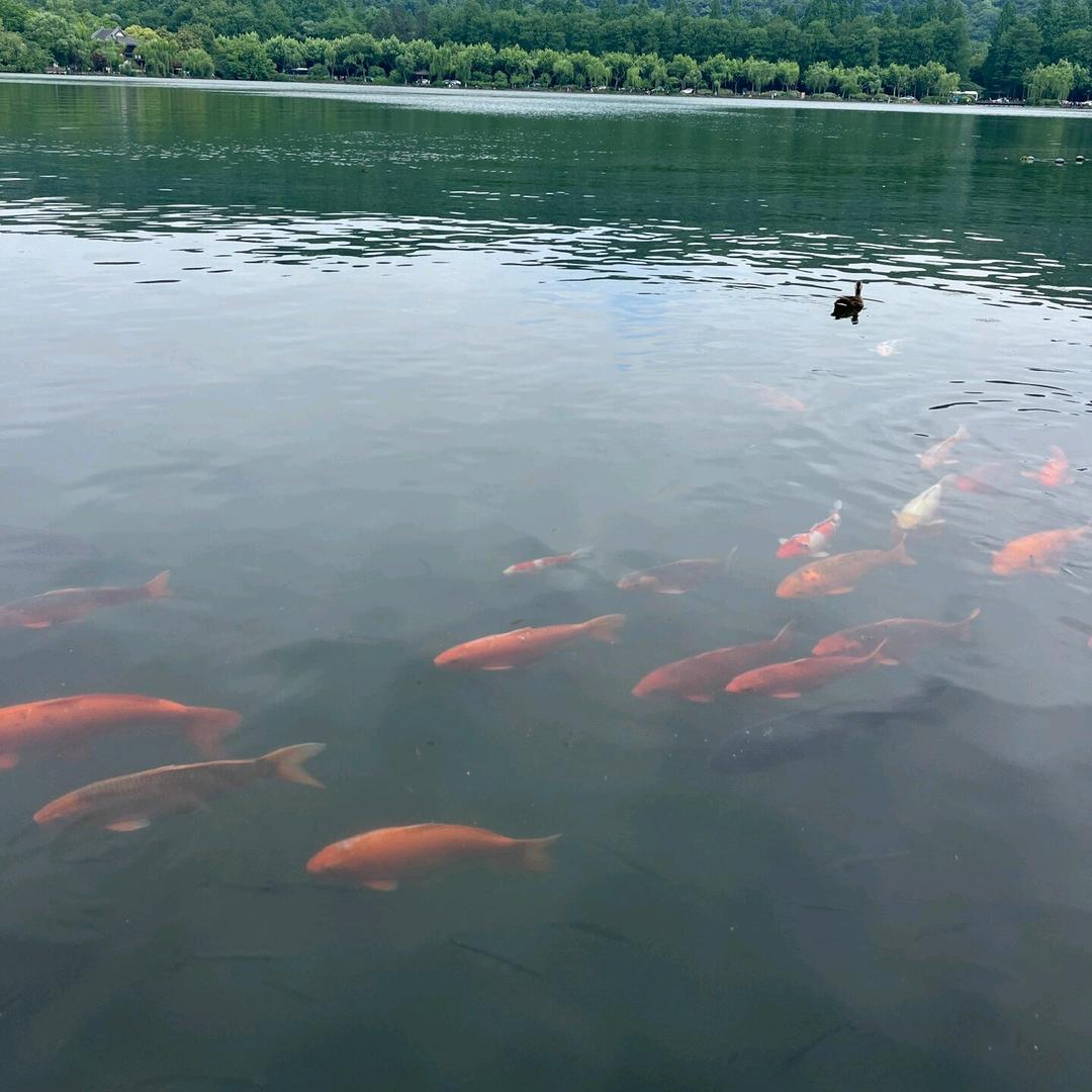 zoesilbyi尼森
