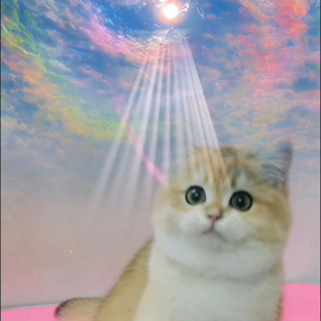 亮猫宠物