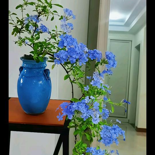 沙漠里没有船…