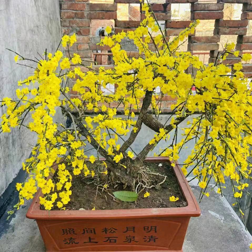 平安  喜乐