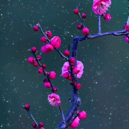 春意盎然