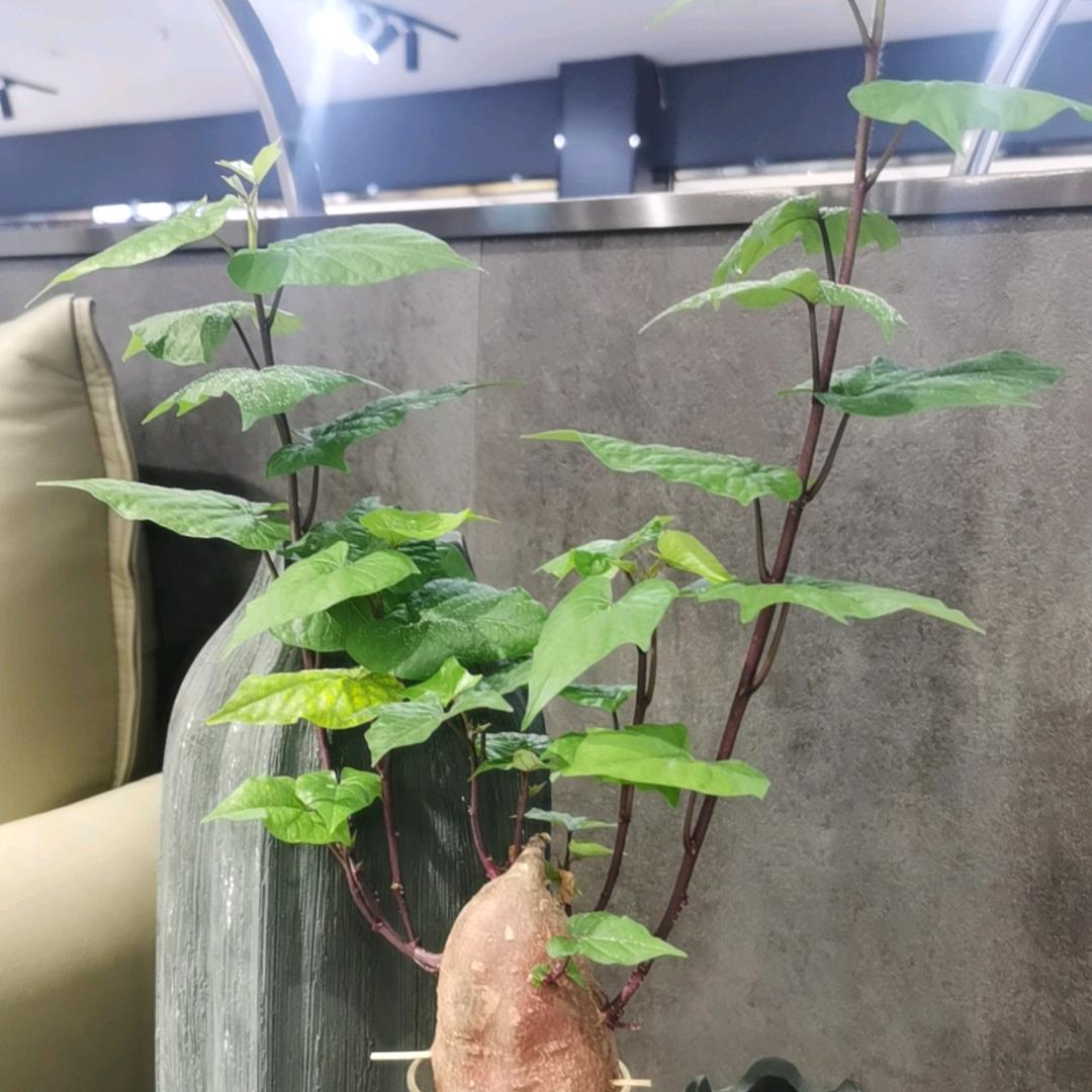 小    爱