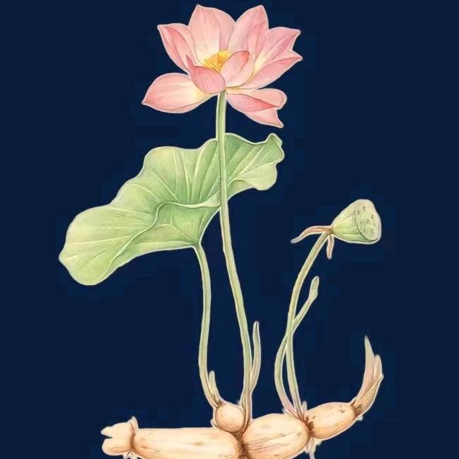 耳朵一旁是东方