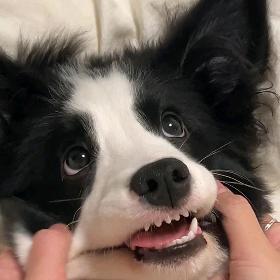 张张包