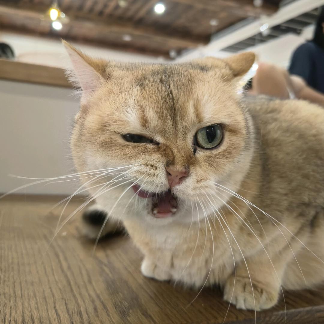 Kimi灬