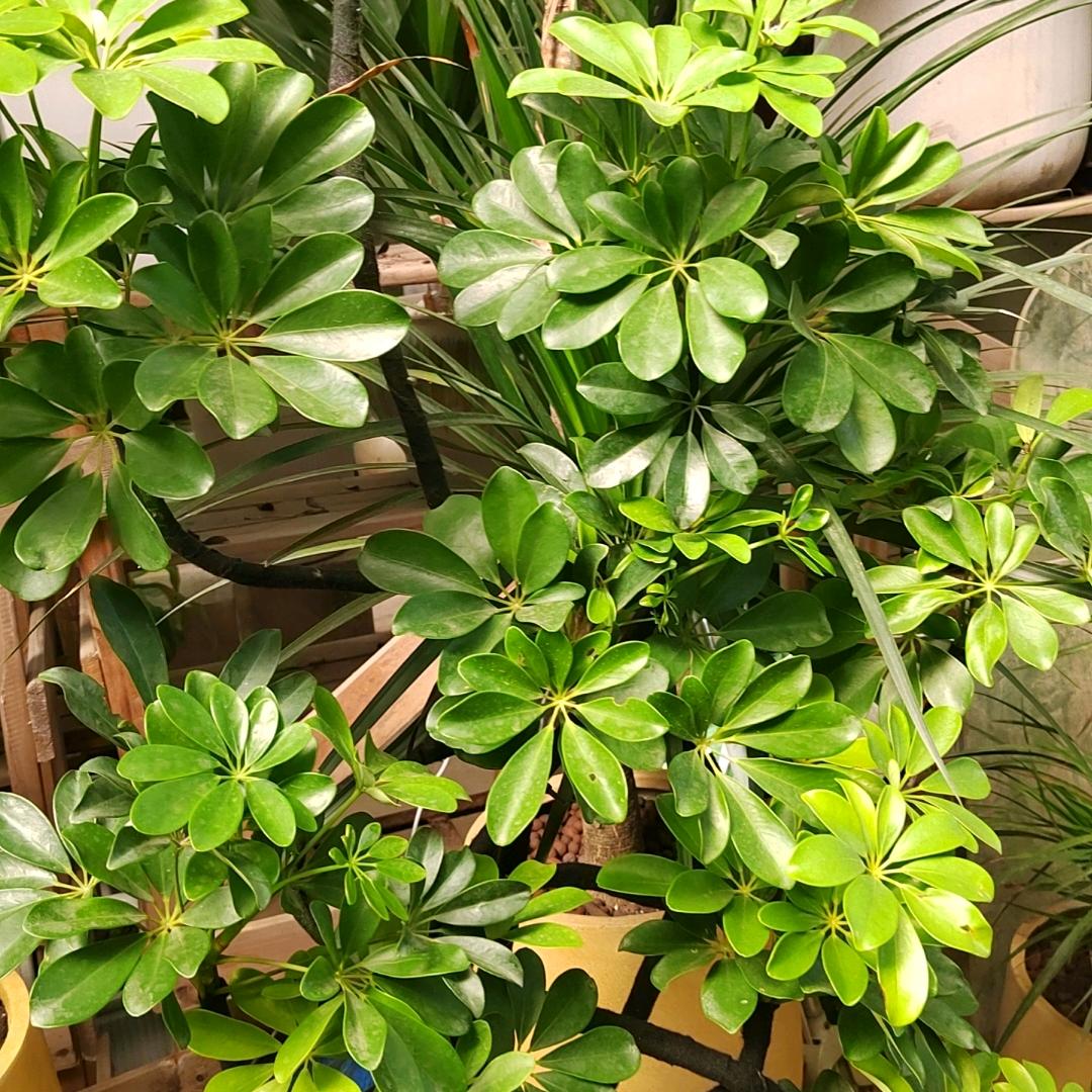 王杰玲