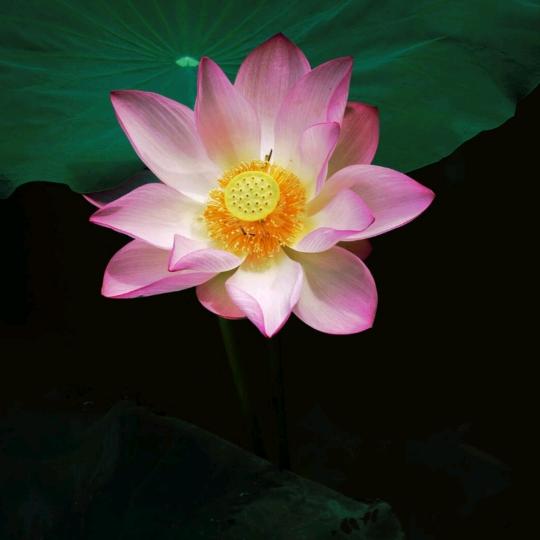 学而时习