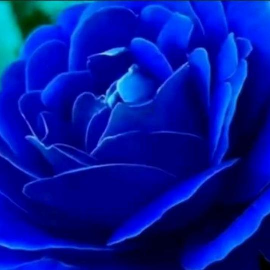 孤芳自赏