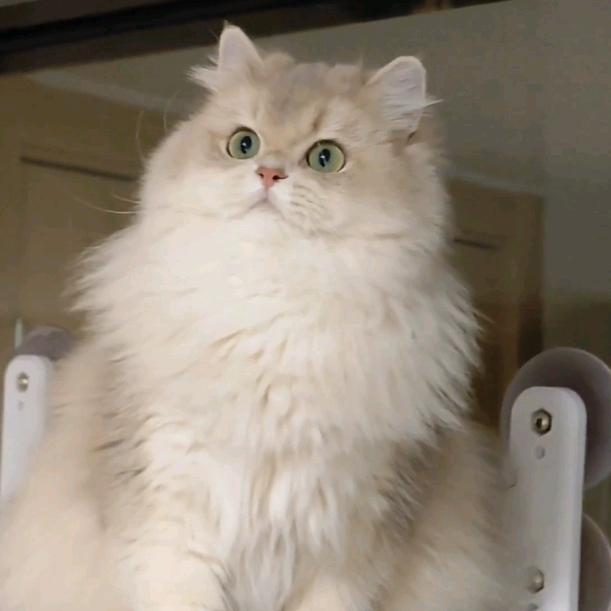 我家小猫叫旺旺