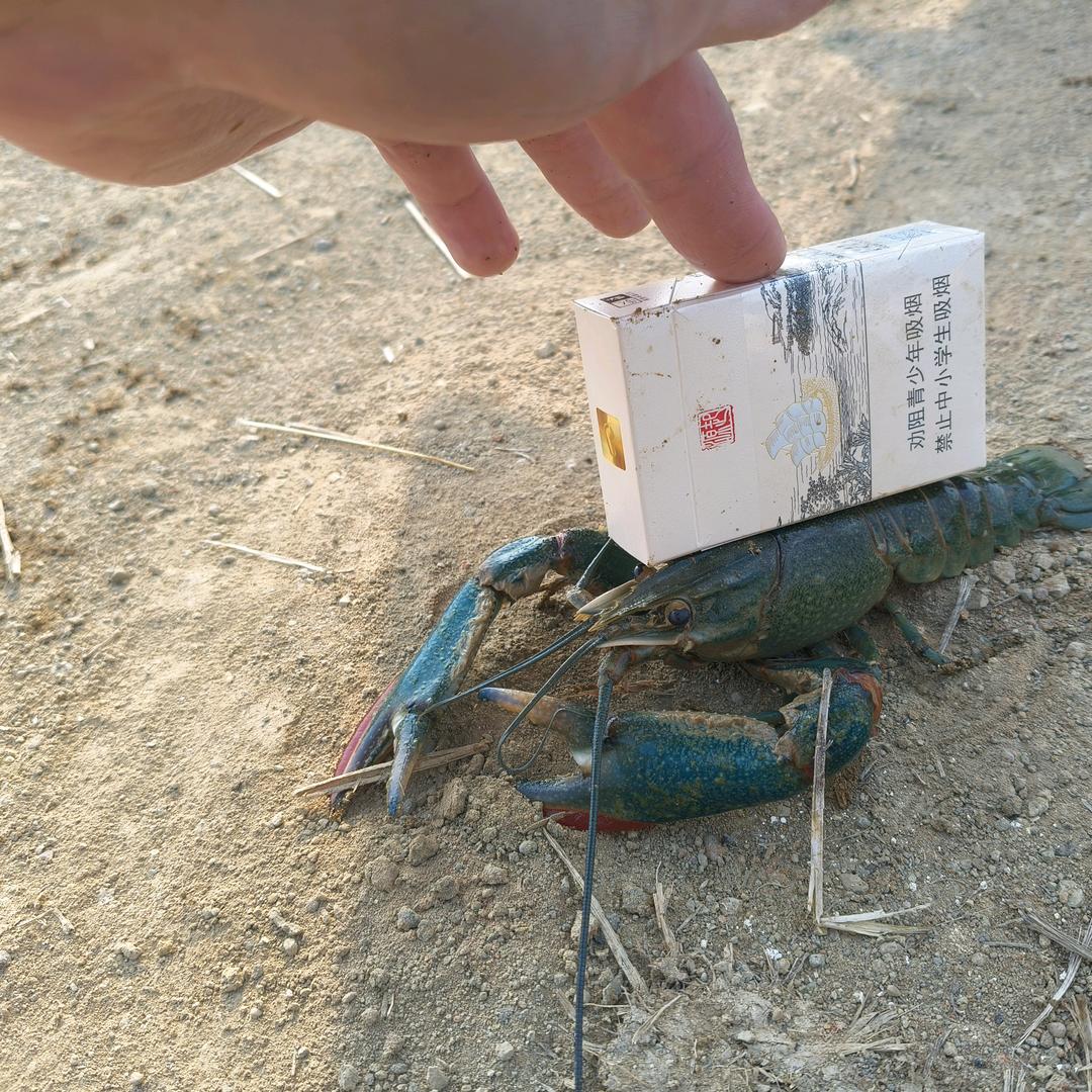 澳🦞虾筑梦小哥