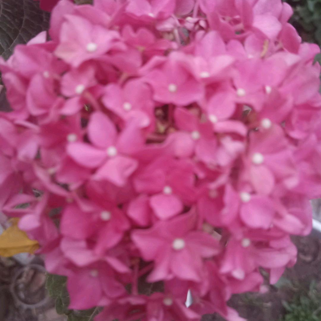 吉祥如意💗💞