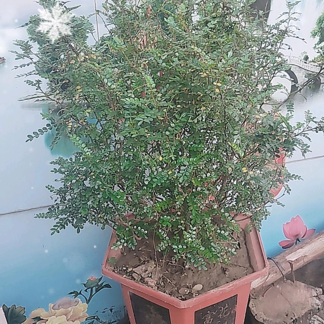 太行黄荆盆景