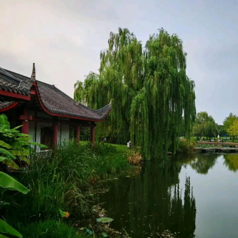 明杉