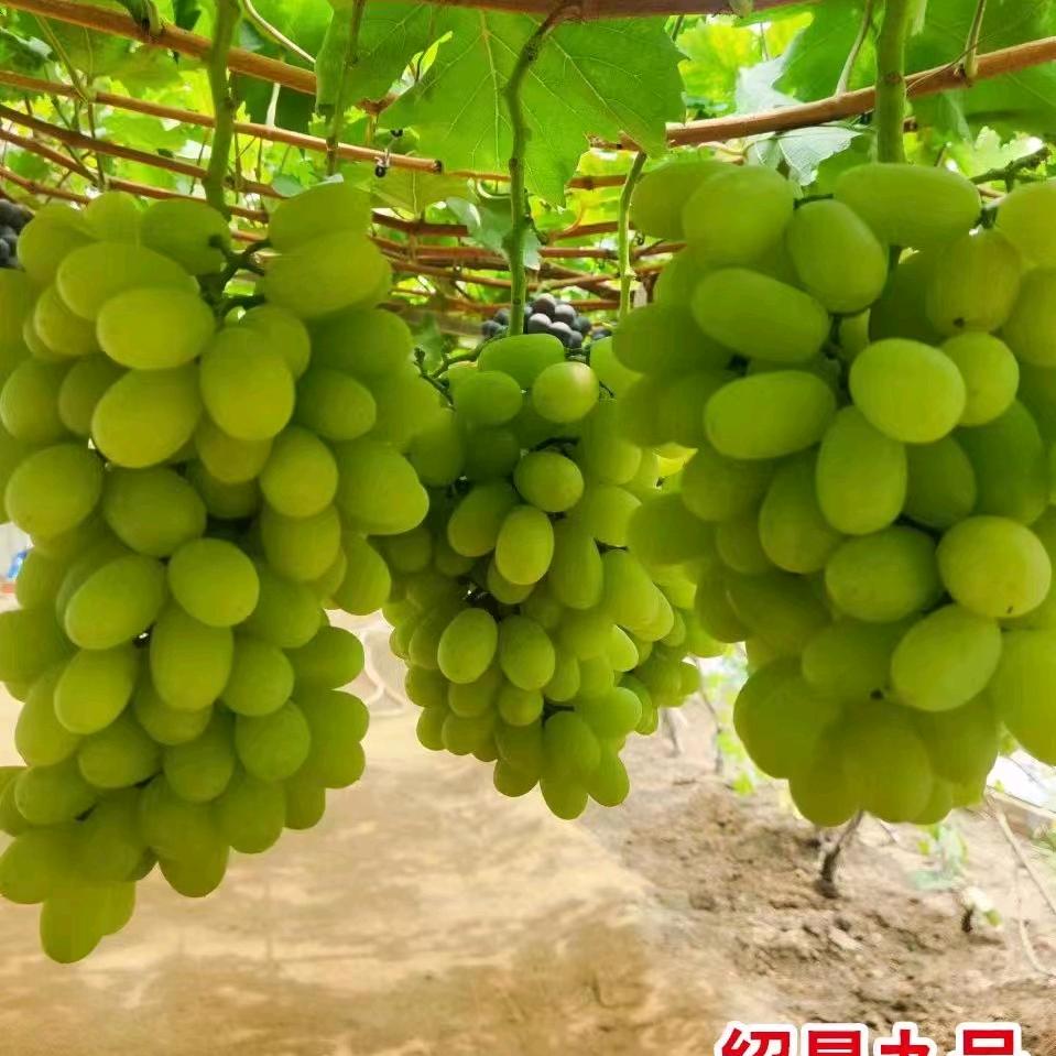 河北昌黎葡萄苗木基地