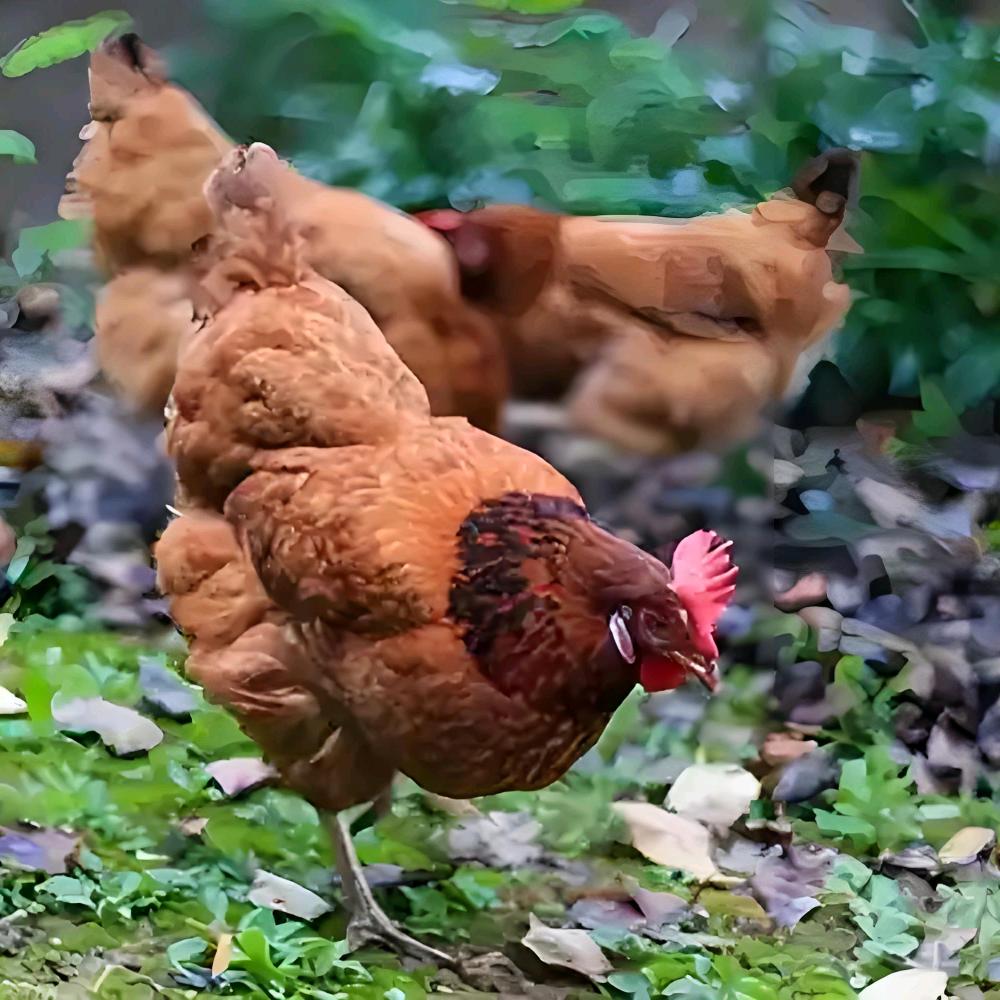 鄂襄河农村土特产