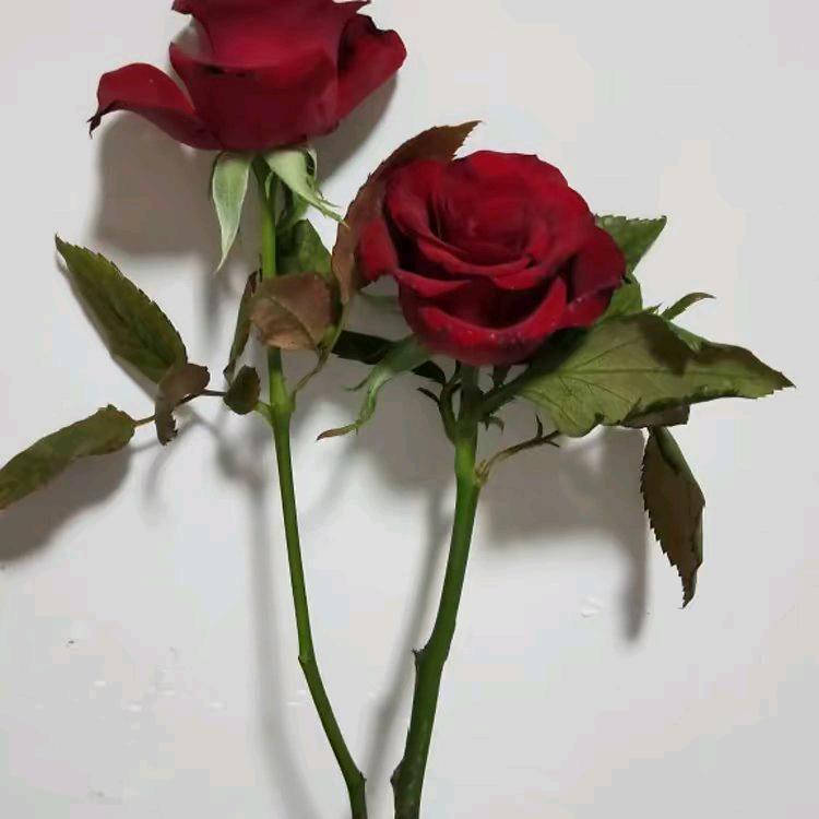 小吴