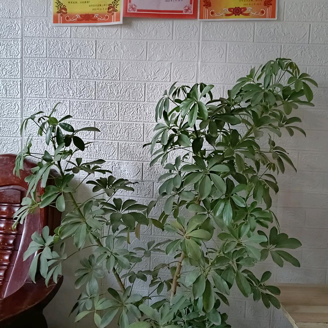 开心每一天？