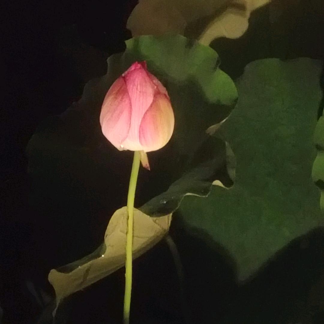 来了