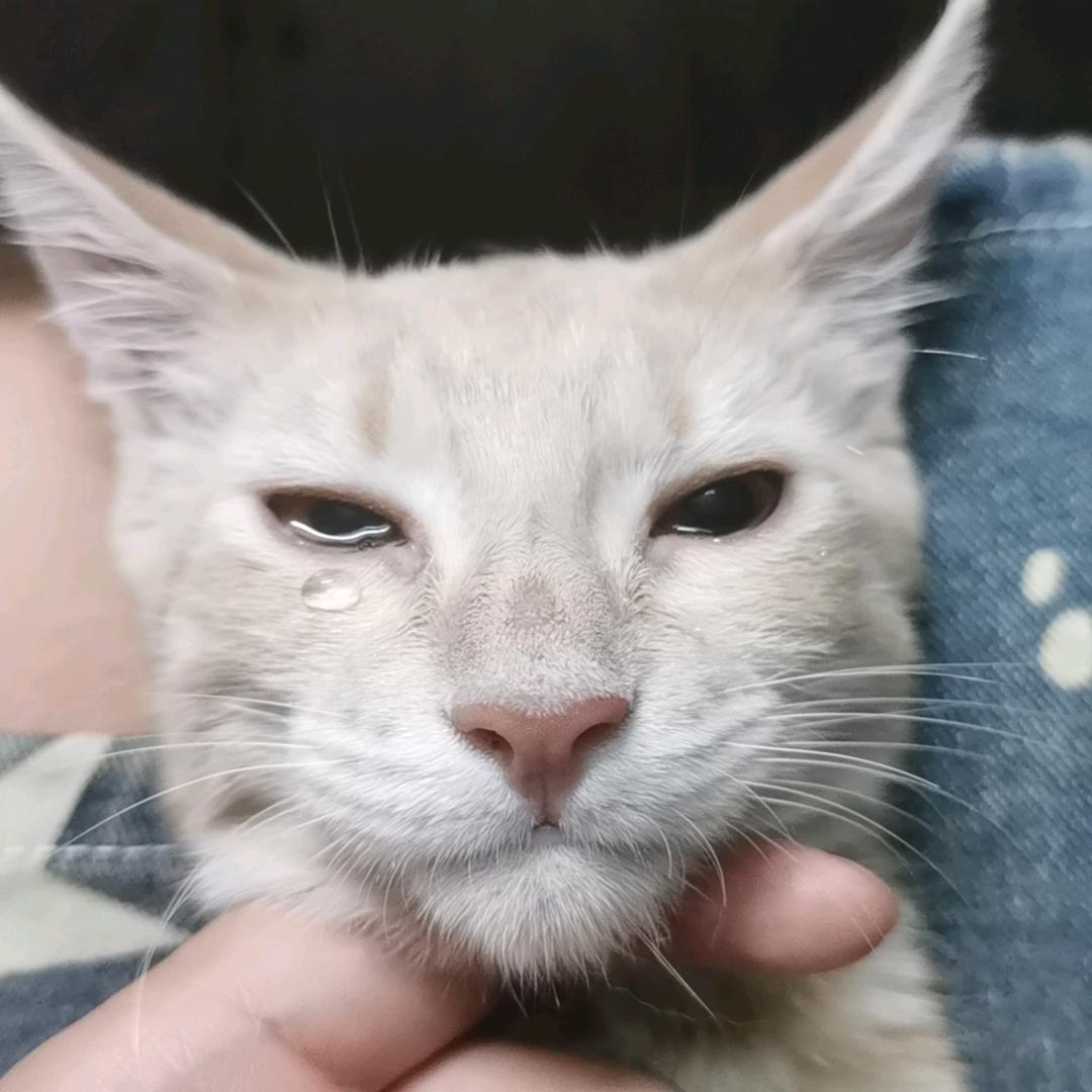 爪爪元气补给站