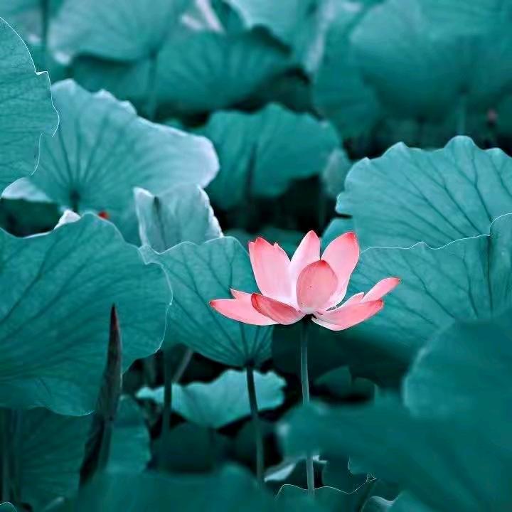 中中