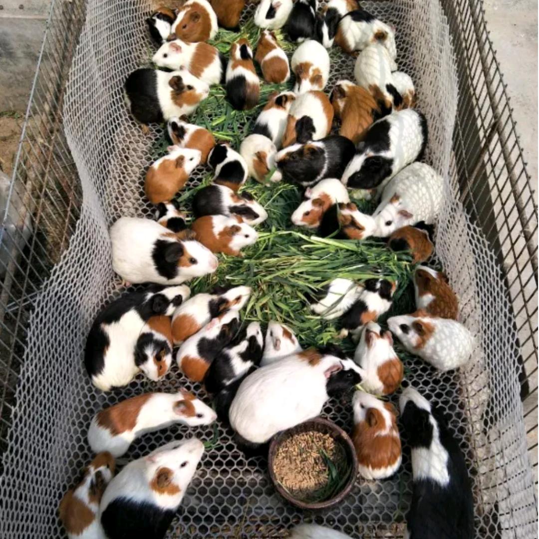 泉州豚鼠养殖