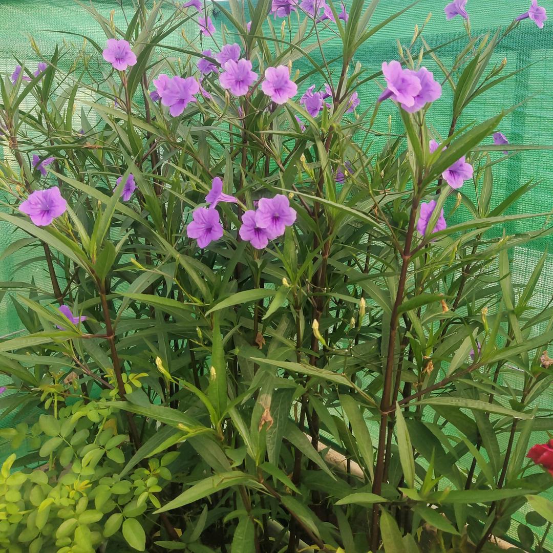 飘逸