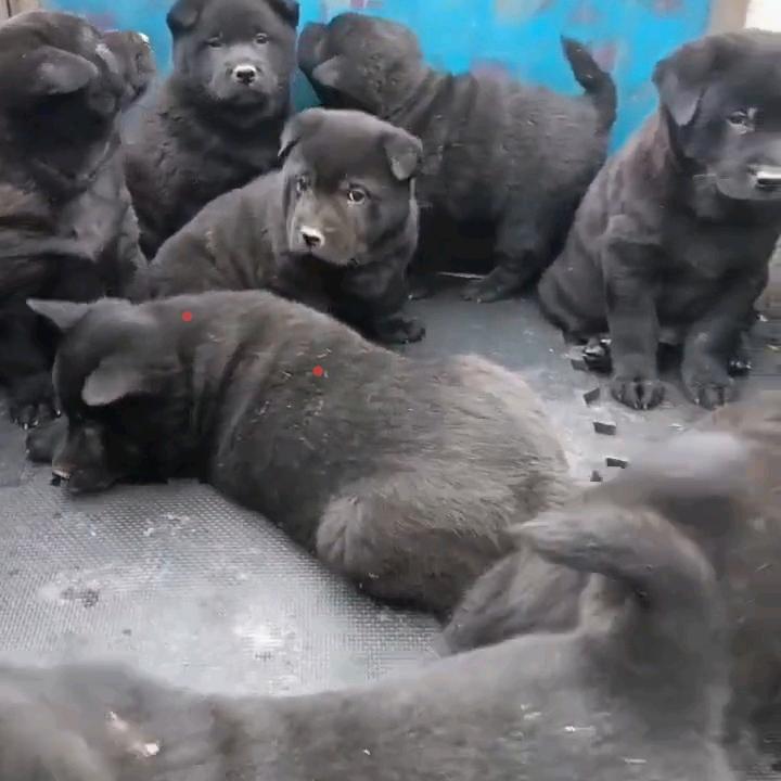 潮汕五黑小狗会所