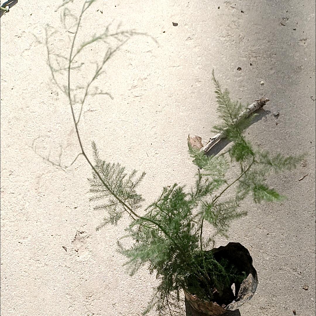 指尖的露水