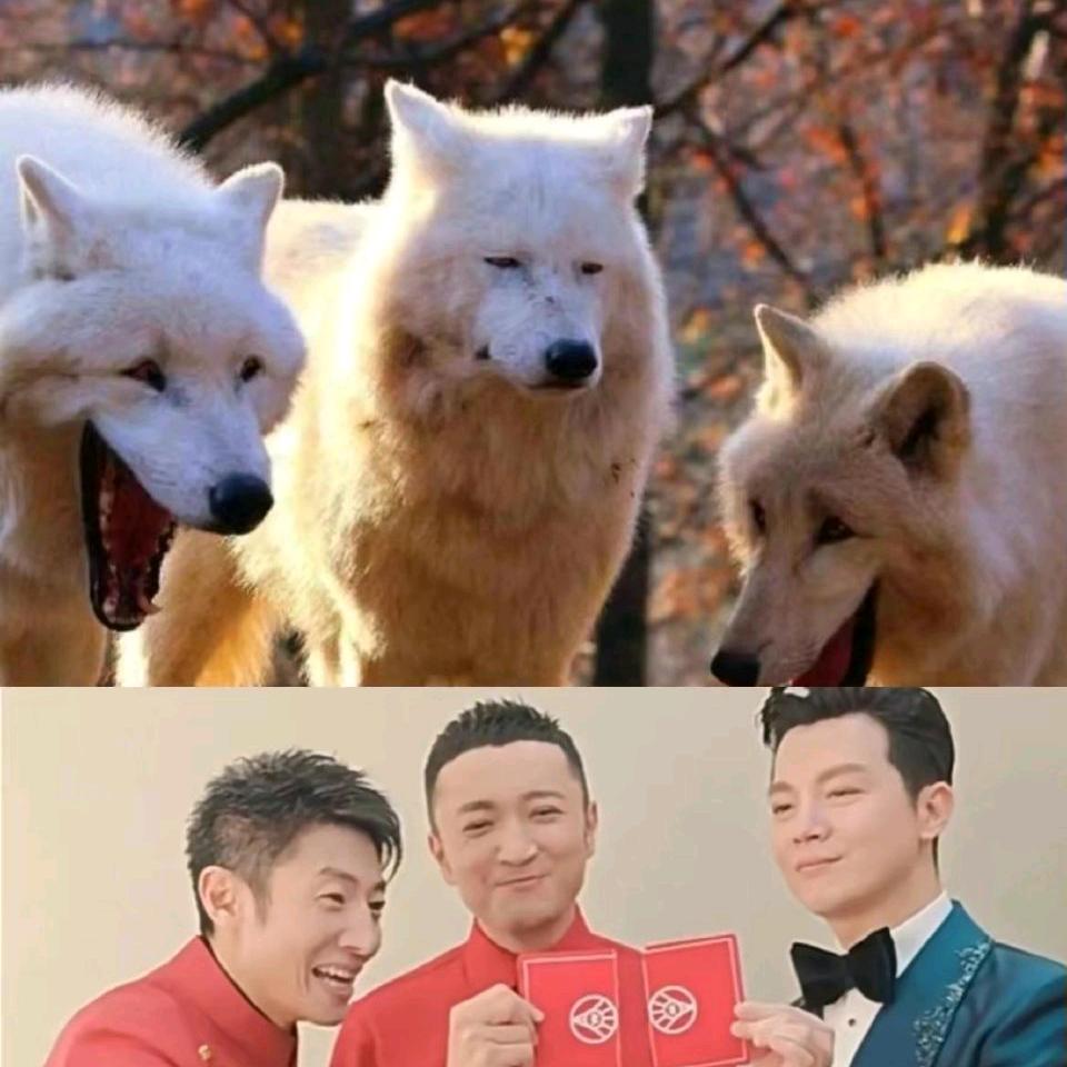 小男神(主队全寄版)😭