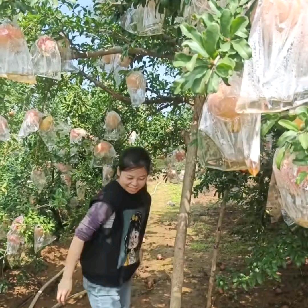 璐璐的小铺（临潼石榴）