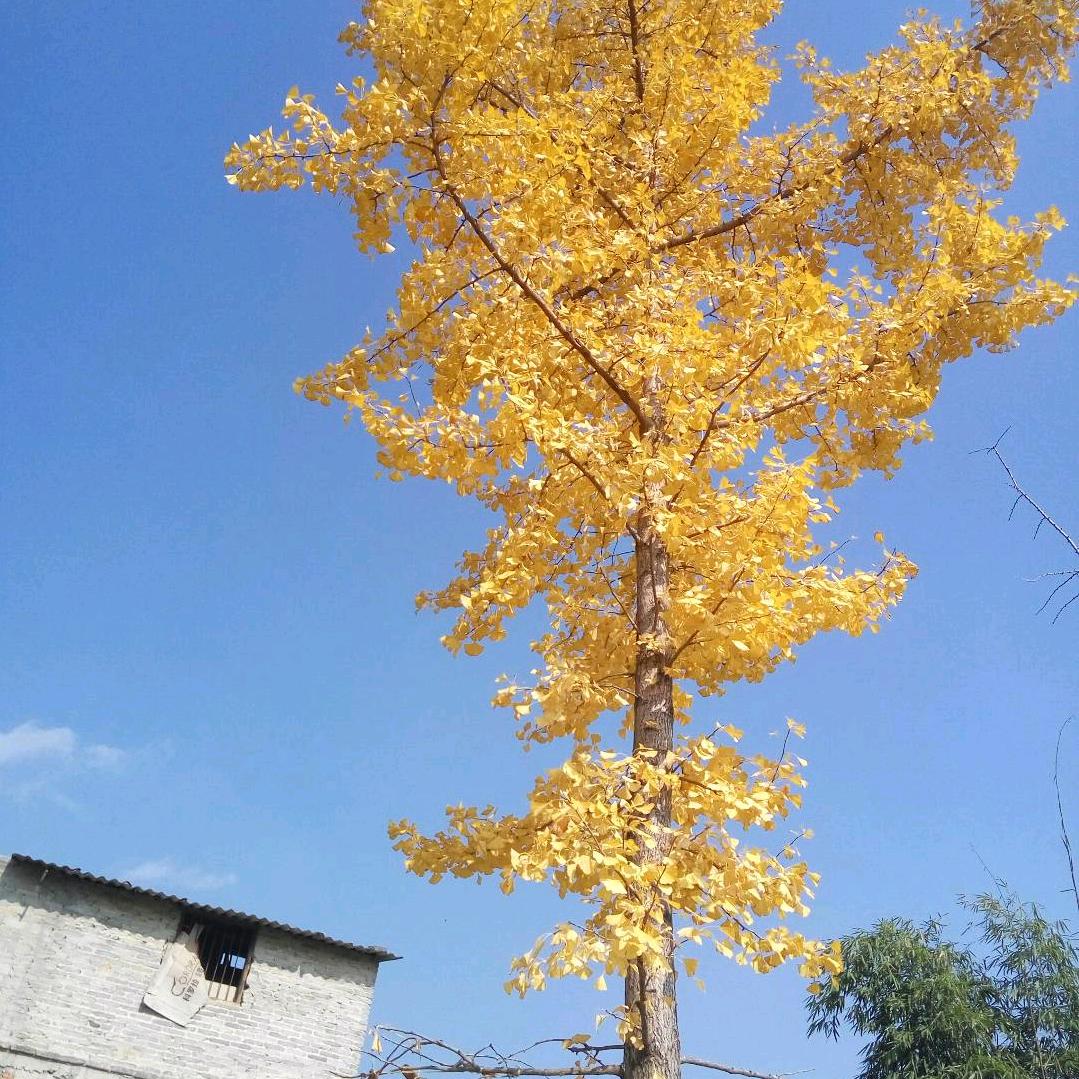 清禾