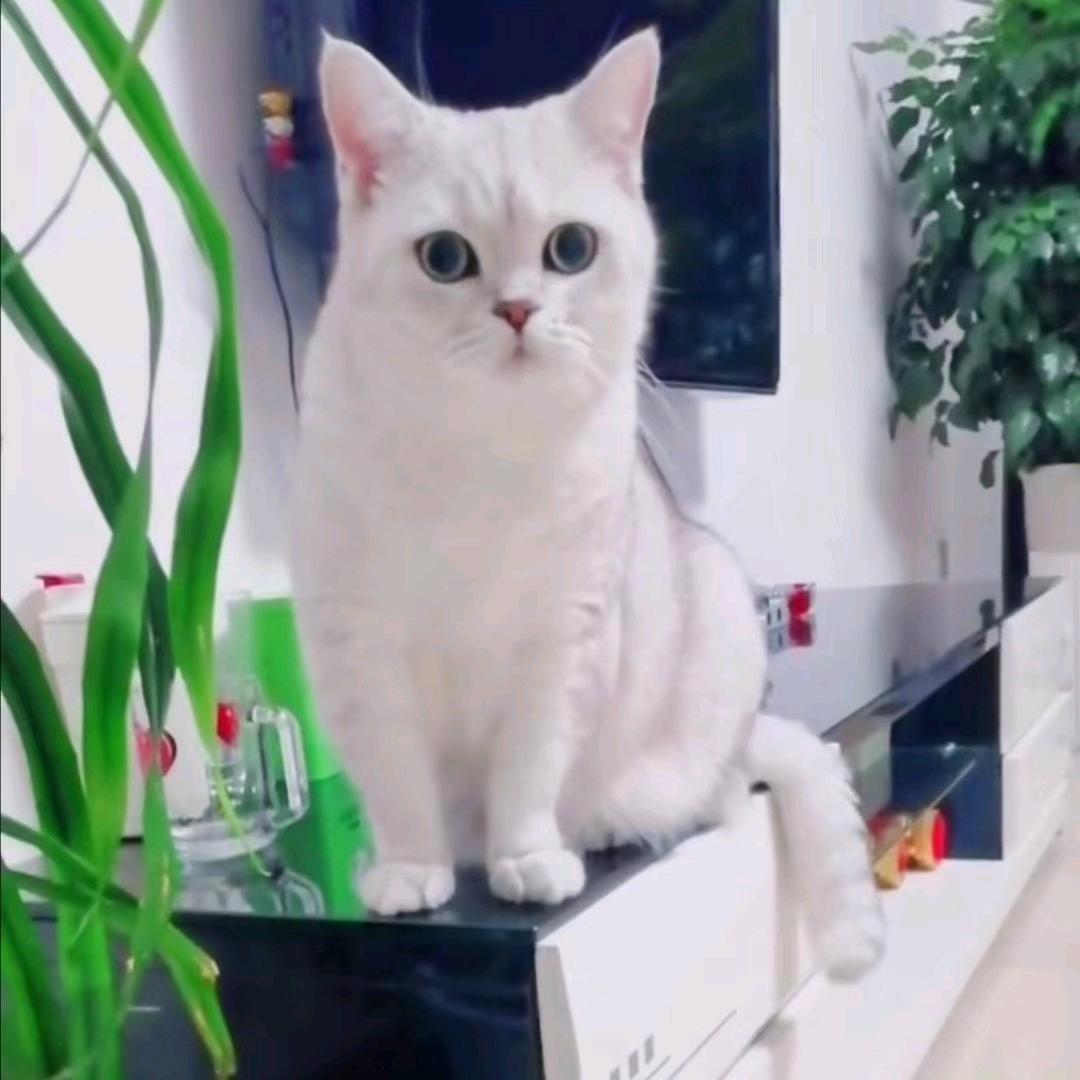 鱼鱼是个小胖妞🐱