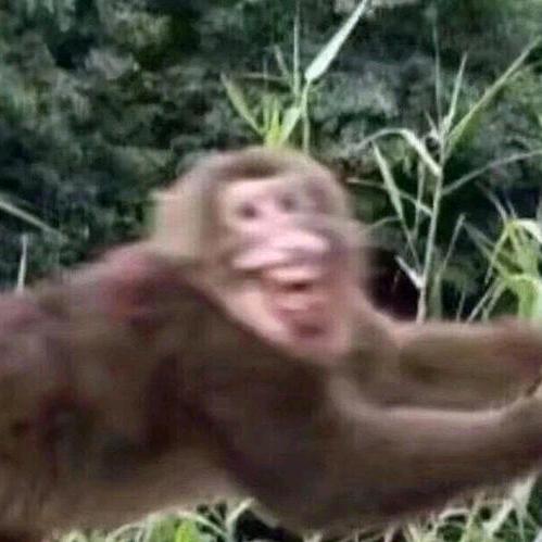 满山猴子我腚最红