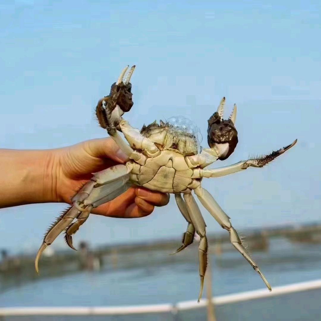 小姚龙虾主营大虾 炮头