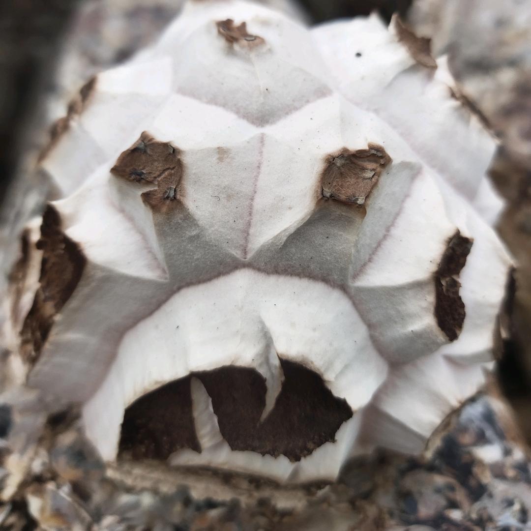 黑旦农产品销售