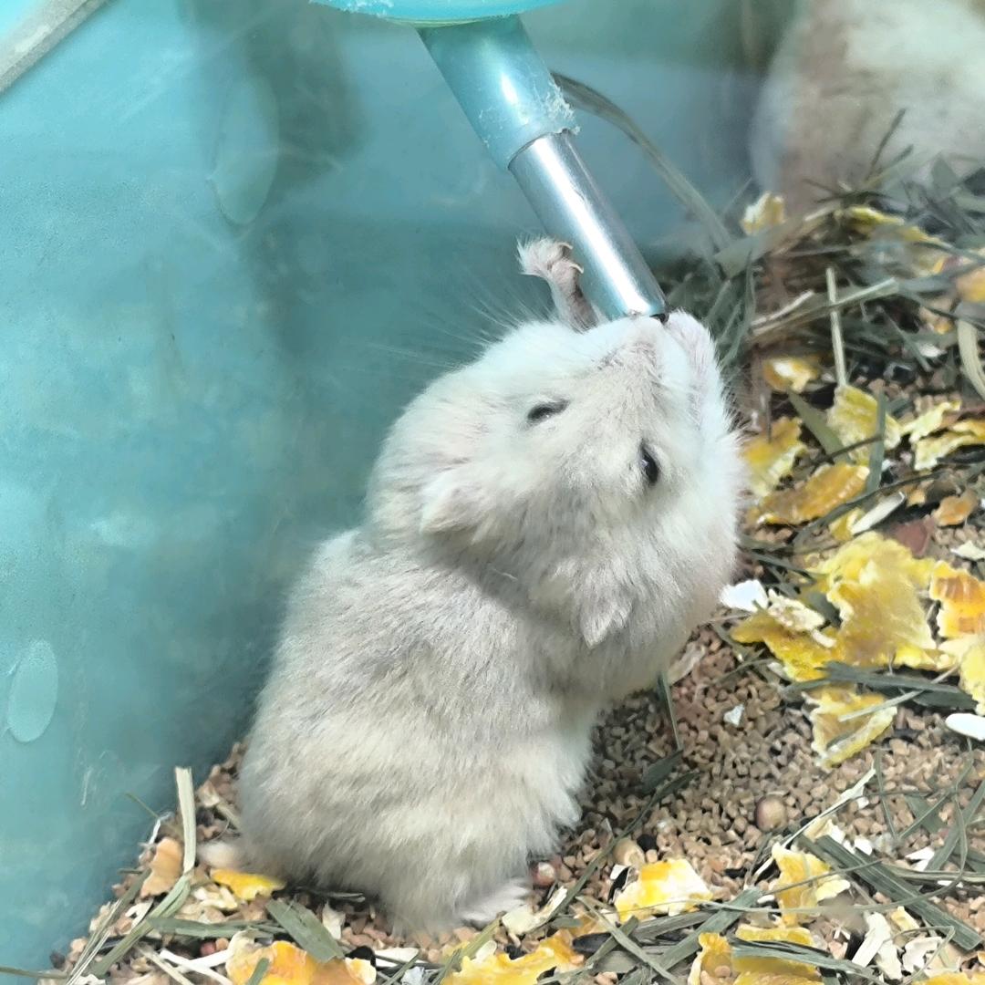 小玖玖