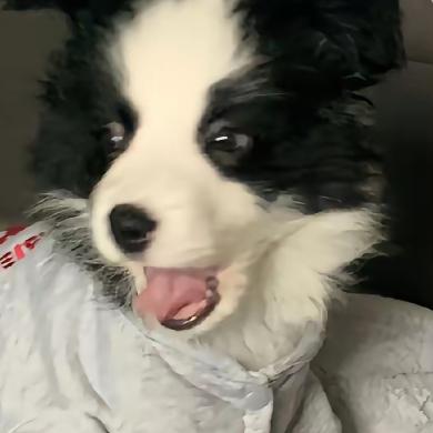 酷酷的熊