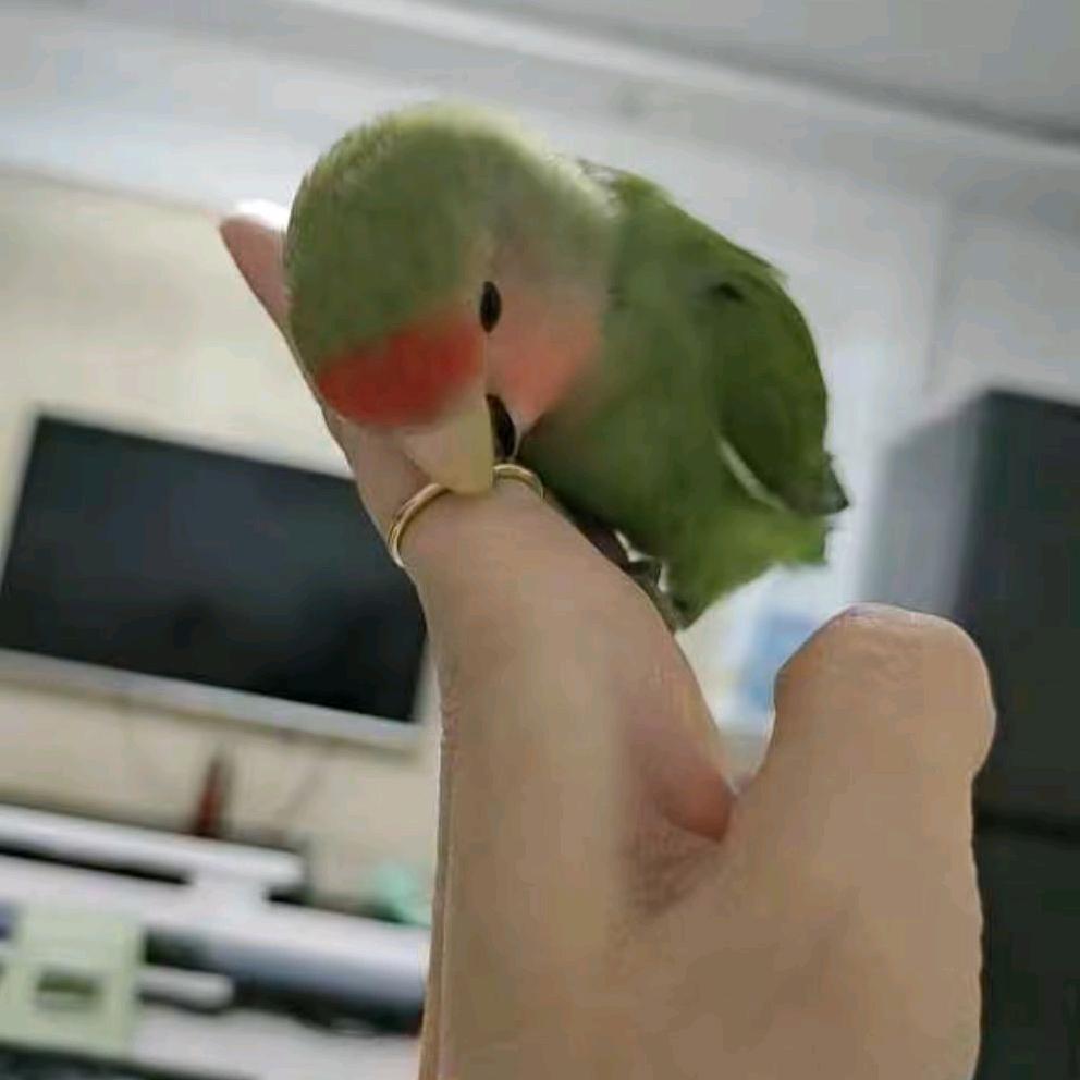 鸟大姐🐦