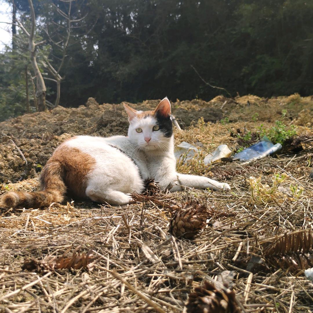 每天都努力的小卢