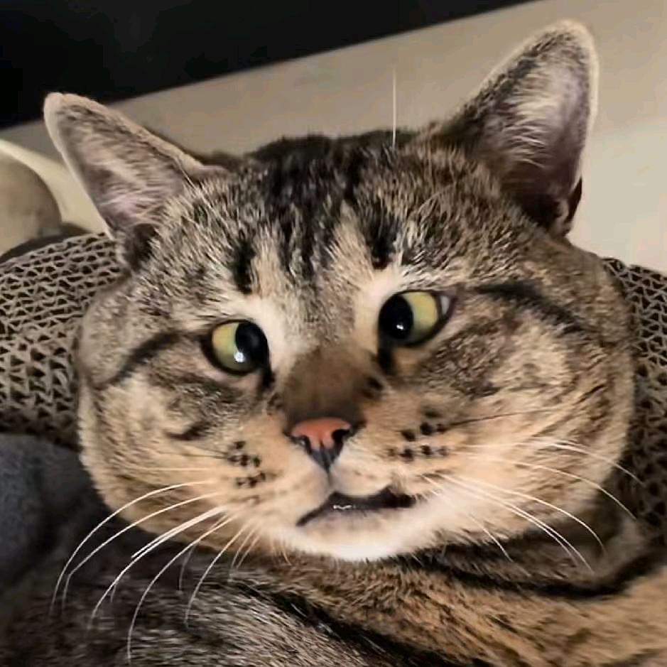 哈哈  让我试试刀吧