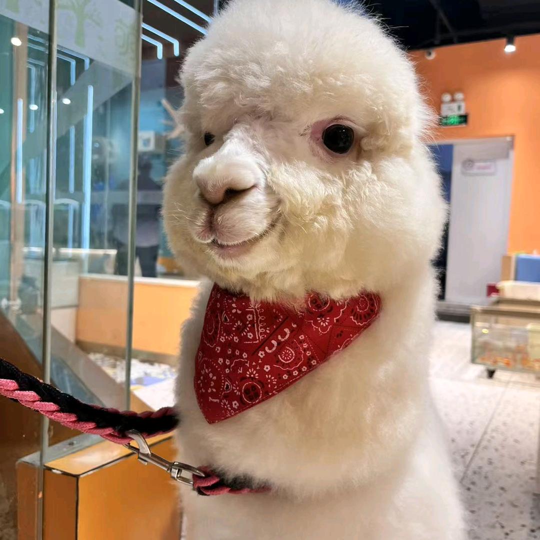 皮气豆萌宠乐园官方号