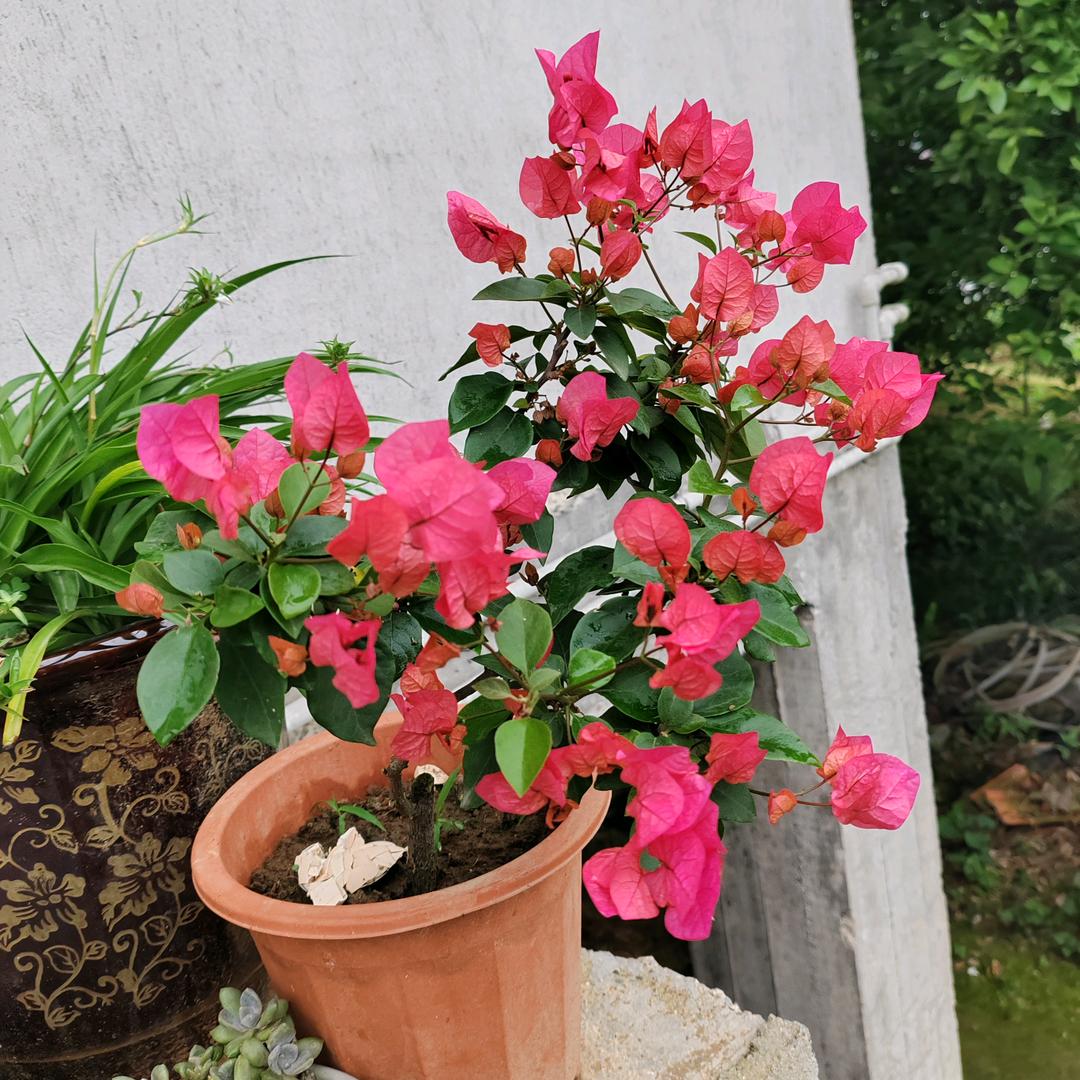 邹菇凉（卖甘蔗糖滴小姐姐）