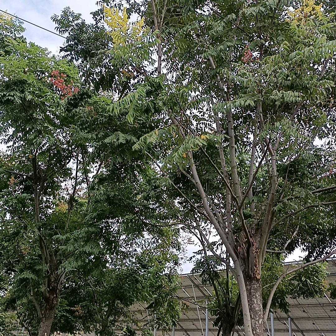 小蜜蜂