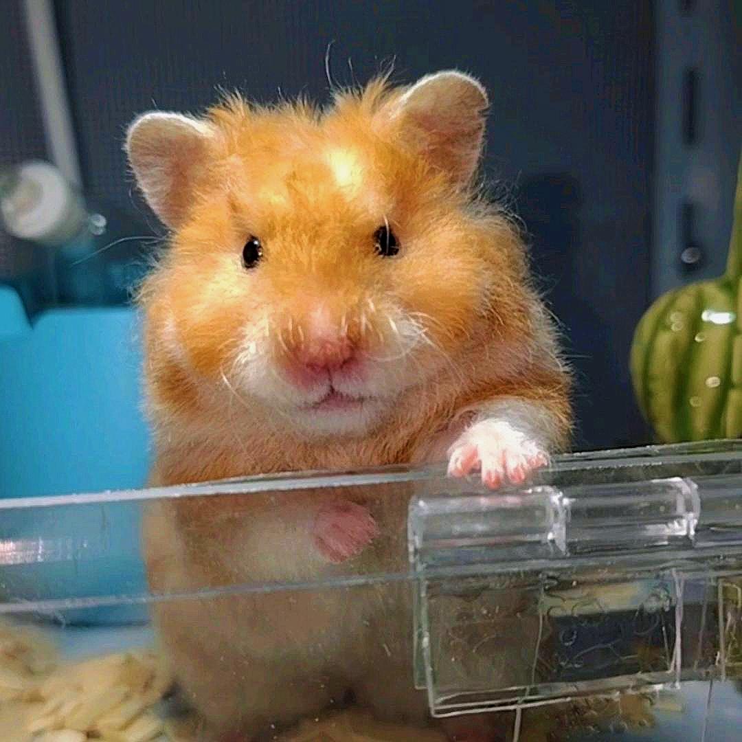 小熊