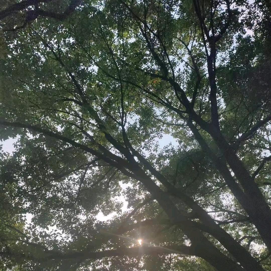 人间理想🌹
