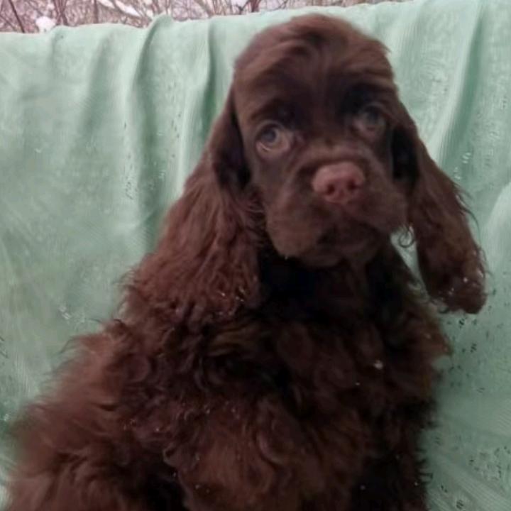 英国可卡犬繁殖基地